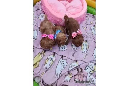 成約済の岡山県のトイプードル-347456の4枚目